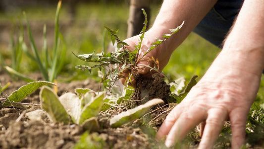 Mastering Weed Control: A Gardener's Guide to a Flourishing Landscape