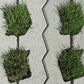Bowers Grasslok Concrete Paver- 400mm x 200mm x 80mm - 12.5 Pavers/SQM - 150 Pavers/pallet