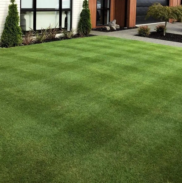 Rollout Grass - Tall Fescue